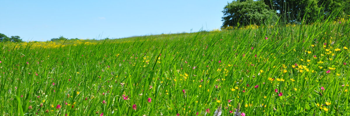 W2 Scaled Aspect Ratio 1200 400