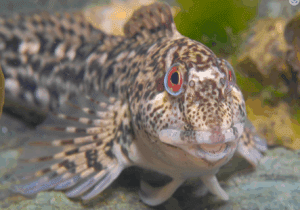 Common Blenny