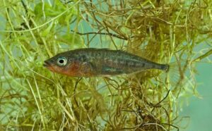 Stickleback