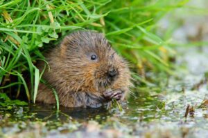 Water_vole_7