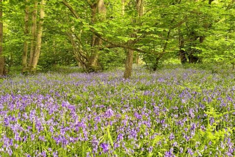 Ashenbank Ancient Woodland Aspect Ratio 480 320