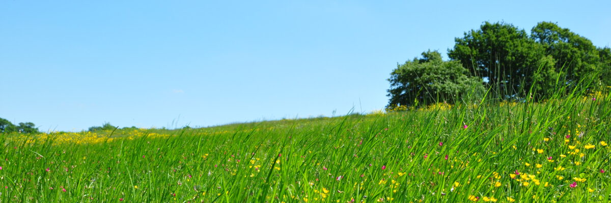 W2 Scaled Aspect Ratio 1200 400