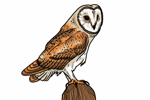 MakingSpaceforNAture_2_Farmland_2_Birds_BarnOwl Copy Aspect Ratio 480 320