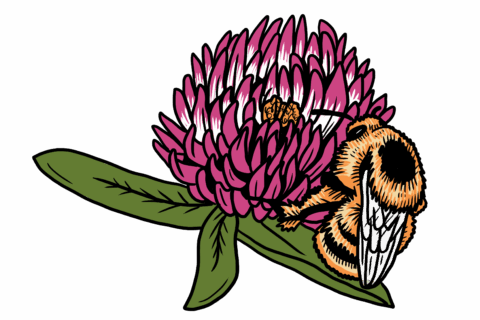 MakingSpaceforNAture_2_Farmland_4_Bees_ShrillCarderBee_2 Copy Aspect Ratio 480 320