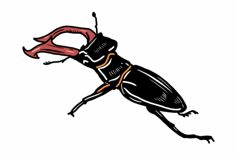 MakingSpaceforNAture_4_Urban_1_animals_Beetle_4 Copy Scaled Aspect Ratio 480 320