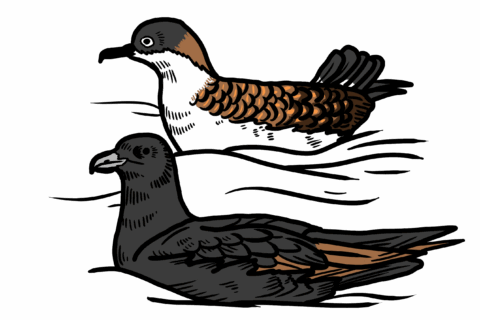 MakingSpaceforNAture_5_Coastal_2_SootyShearwater Copy Aspect Ratio 480 320