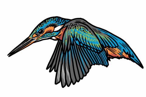 MakingSpaceforNAture_6_Freshwater_2_Kingfisher Copy Aspect Ratio 480 320