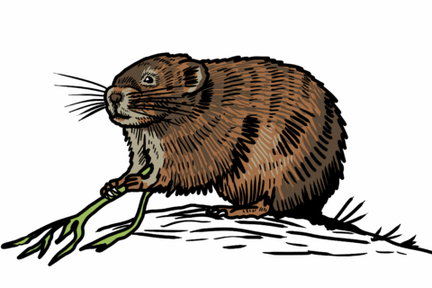 MakingSpaceforNAture_6_Freshwater_2_Watervole Copy Aspect Ratio 480 320