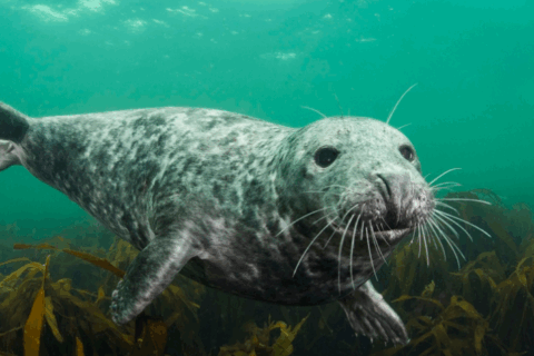 Grey Seal Aspect Ratio 480 320