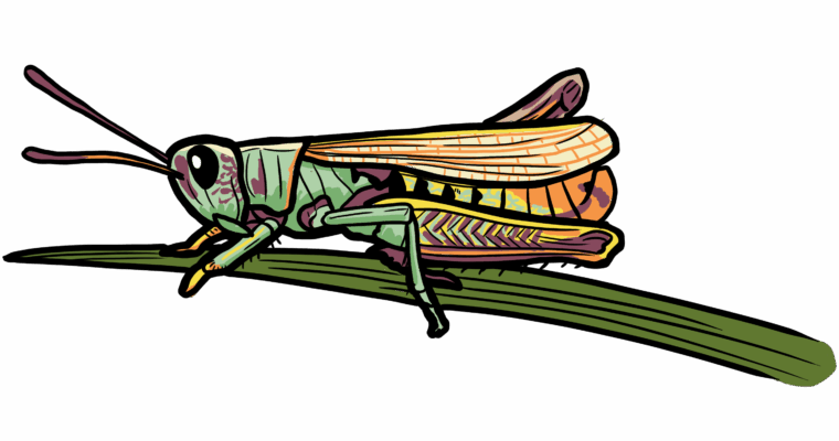 MakingSpaceforNAture_11_Freshwater_RufousGrasshopper Copy Scaled Aspect Ratio 760 400