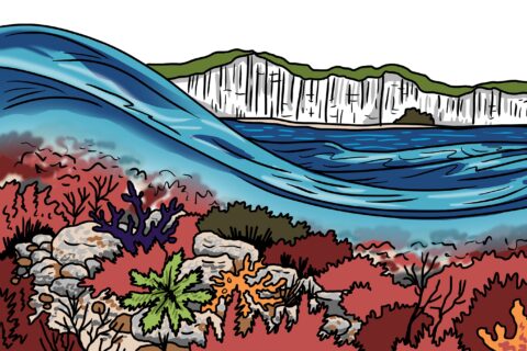 MakingSpaceforNAture_1_Border_4_Beach_ChalkReef Copy LR Scaled Aspect Ratio 480 320