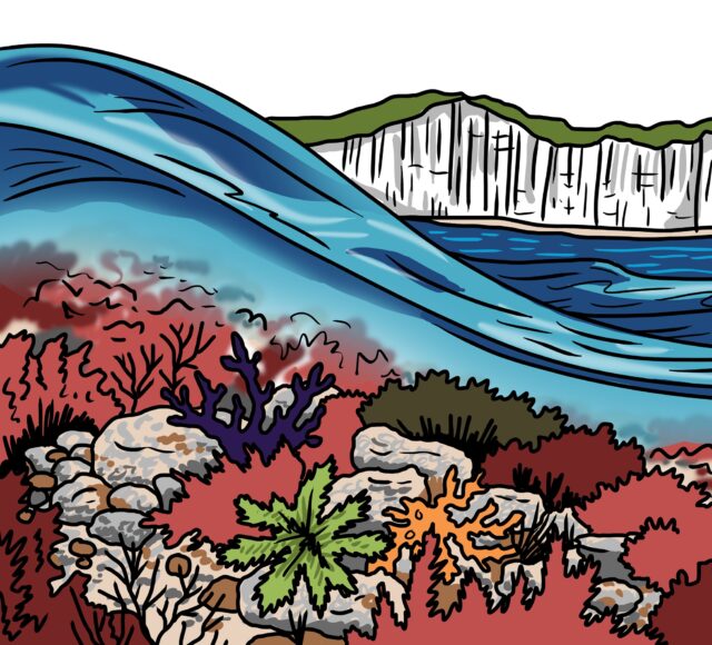 MakingSpaceforNAture_1_Border_4_Beach_ChalkReef Copy LR Scaled Aspect Ratio 640 580