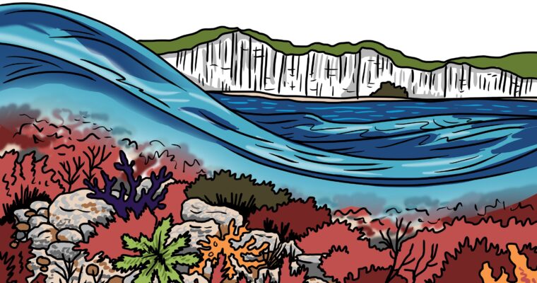 MakingSpaceforNAture_1_Border_4_Beach_ChalkReef Copy LR Scaled Aspect Ratio 760 400