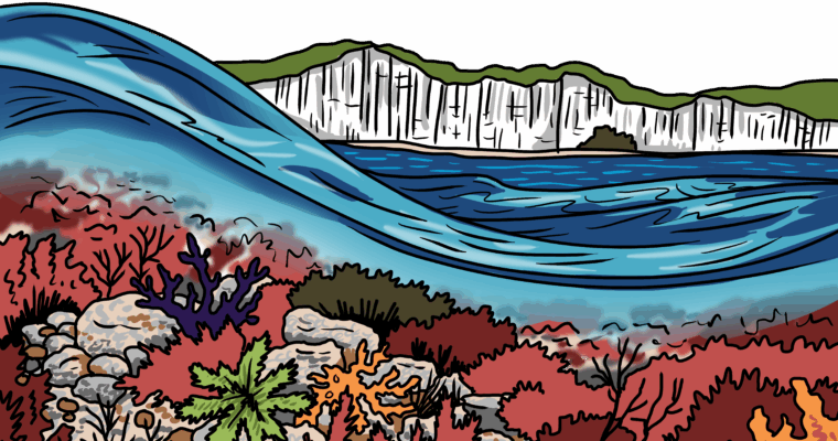 MakingSpaceforNAture_1_Border_4_Beach_ChalkReef Copy Aspect Ratio 760 400