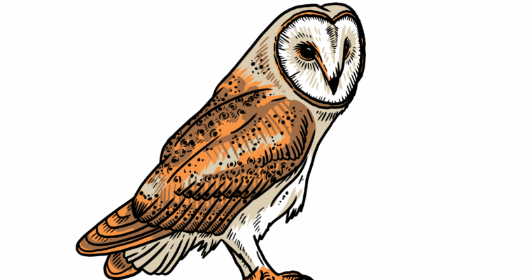 MakingSpaceforNAture_2_Farmland_2_Birds_BarnOwl Copy Aspect Ratio 760 400