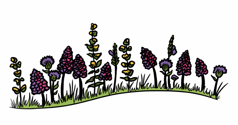 MakingSpaceforNAture_2_Farmland_3_Flowers_Full Copy 1 Aspect Ratio 760 400