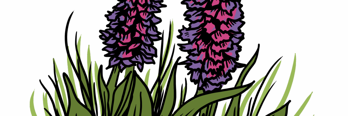 MakingSpaceforNAture_2_Farmland_3_Flowers_Orchids Copy Aspect Ratio 1200 400