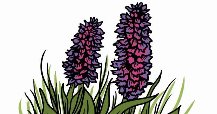 MakingSpaceforNAture_2_Farmland_3_Flowers_Orchids Copy Aspect Ratio 760 400