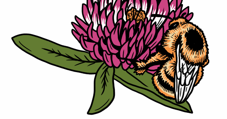 MakingSpaceforNAture_2_Farmland_4_Bees_ShrillCarderBee_2 Copy Aspect Ratio 760 400