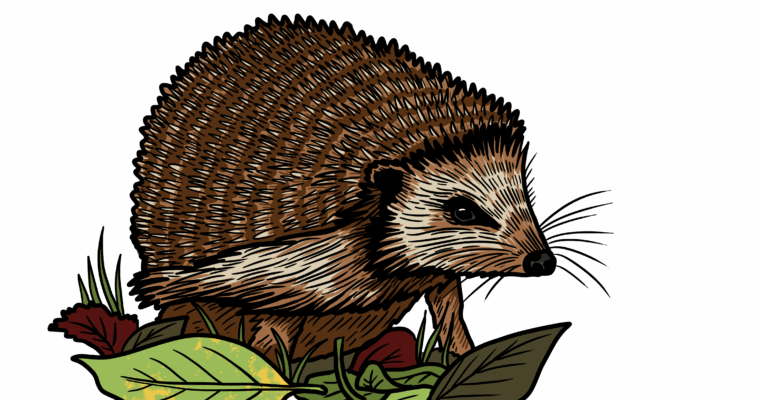 MakingSpaceforNAture_3_Urban_Hedgehog Copy Aspect Ratio 760 400