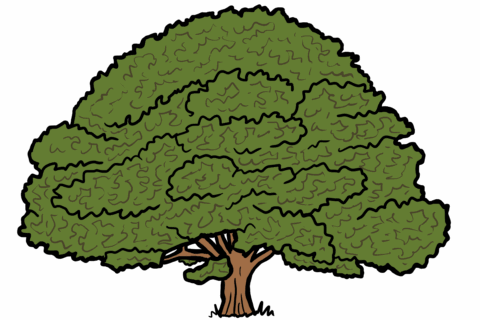 MakingSpaceforNAture_3_Woodland_1_Trees_Oak Copy Scaled Aspect Ratio 480 320