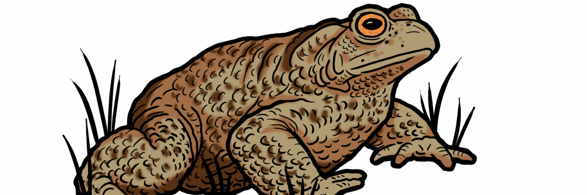 MakingSpaceforNAture_6_Freshwater_12_CommonToad Copy Scaled Aspect Ratio 1200 400