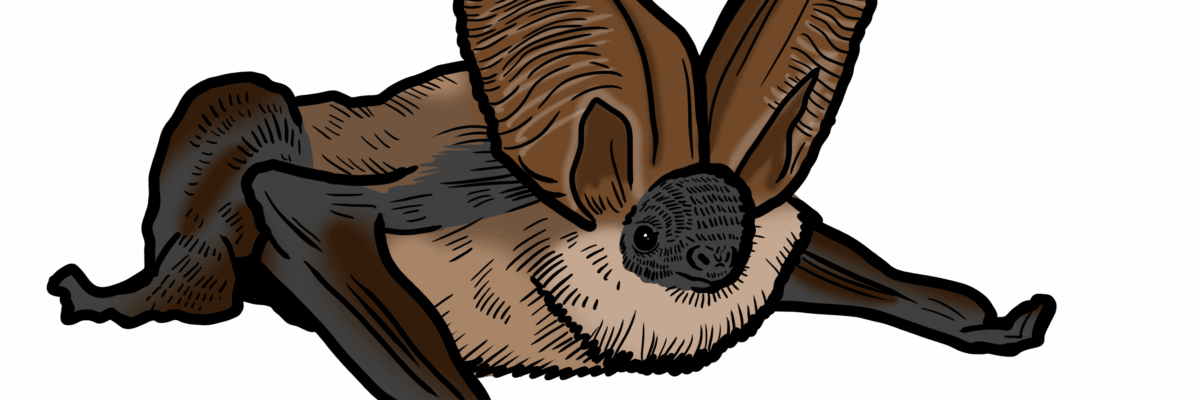 MakingSpaceforNAture_6_Freshwater_16_BrownLongEaredBatKent Copy Scaled Aspect Ratio 1200 400