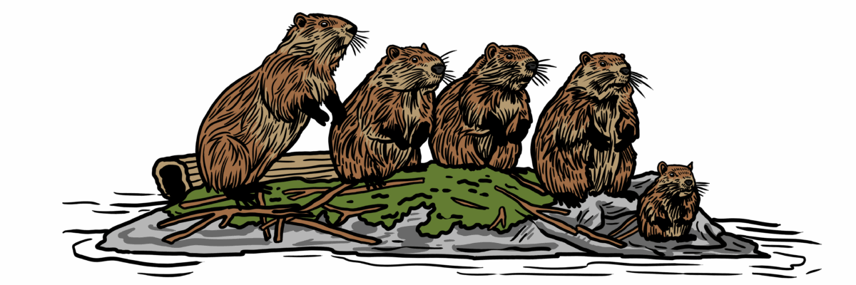 MakingSpaceforNAture_6_Freshwater_2_Beavers Copy Aspect Ratio 1200 400