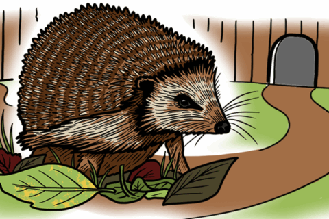 Hedgehog Edit Aspect Ratio 480 320