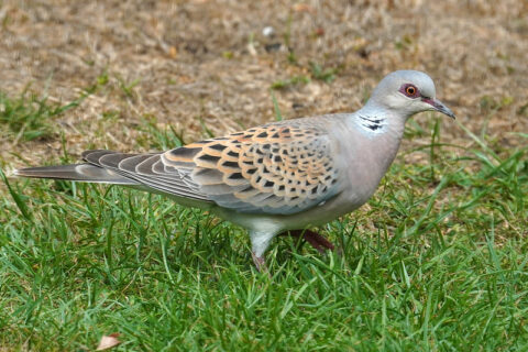 52339171048_47f3459447_c Aspect Ratio 480 320