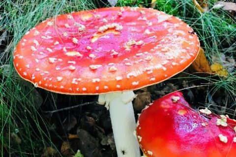 Fly Agaric At Shorne Woods Country Park Aspect Ratio 480 320