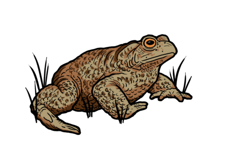 MakingSpaceforNAture_6_Freshwater_12_CommonToad Copy Scaled Aspect Ratio 480 320